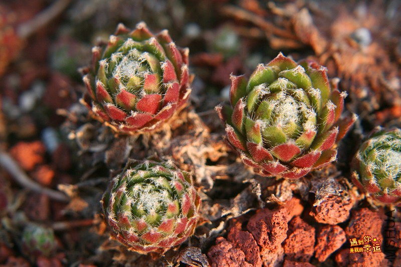 ��Ƭ 297_����.jpg