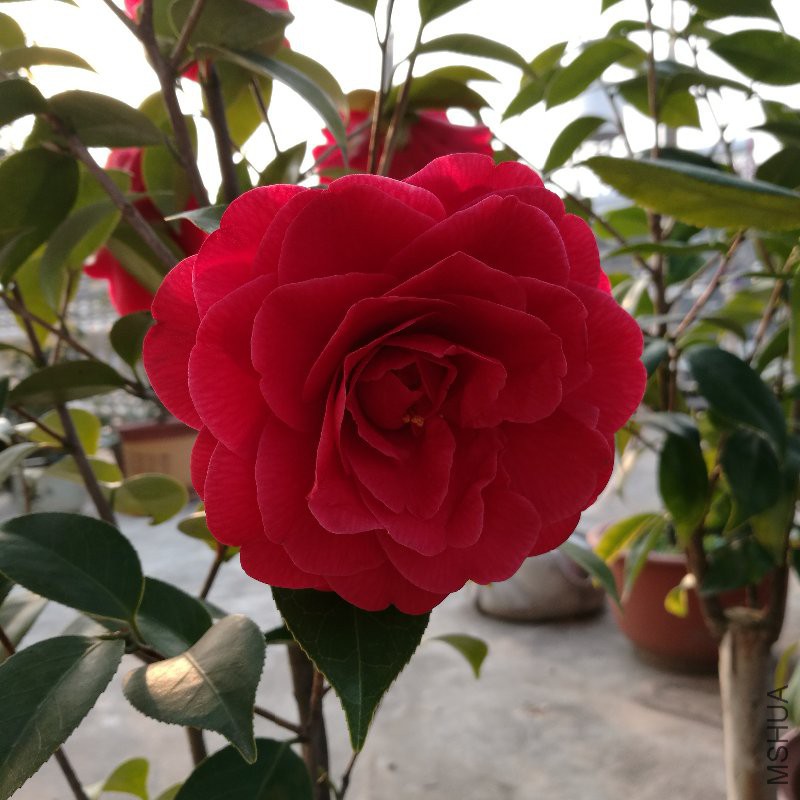 IMG_20170308_073745.jpg