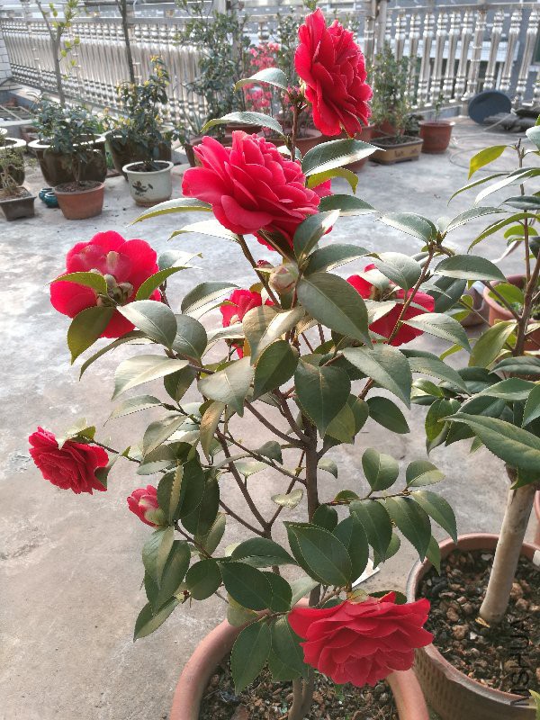 IMG_20170308_073823.jpg