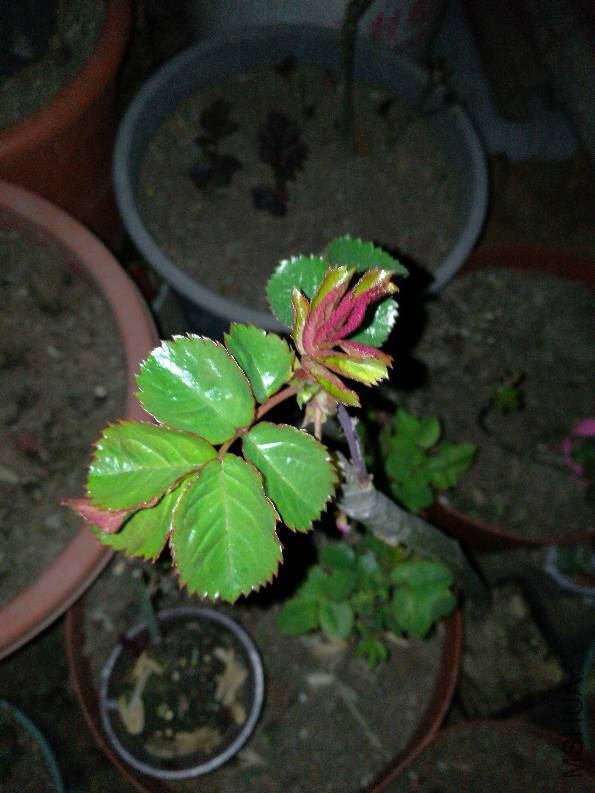 115349tmnymntsqm43nsf0.jpg