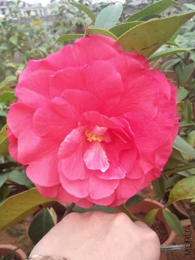 2345_image_file_copy_1.jpg