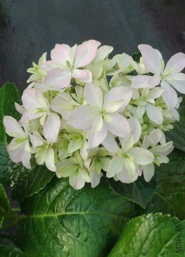 IMG_0530.PNG