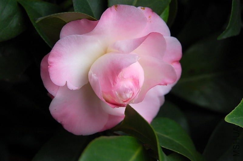 DSC_51300001.JPG