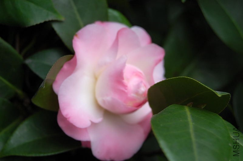 DSC_51350006.JPG
