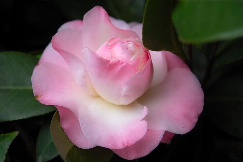 DSC_51320003.JPG
