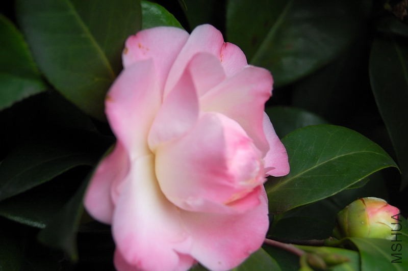 DSC_51400011.JPG
