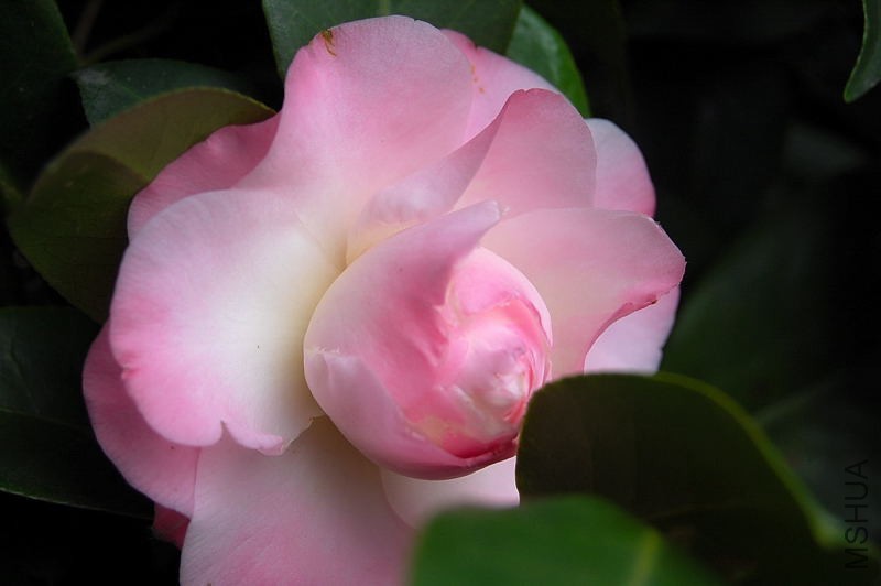 DSC_51360007.JPG