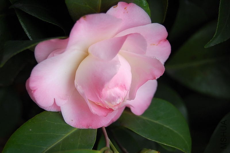 DSC_51410012.JPG