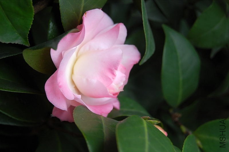 DSC_51450016.JPG