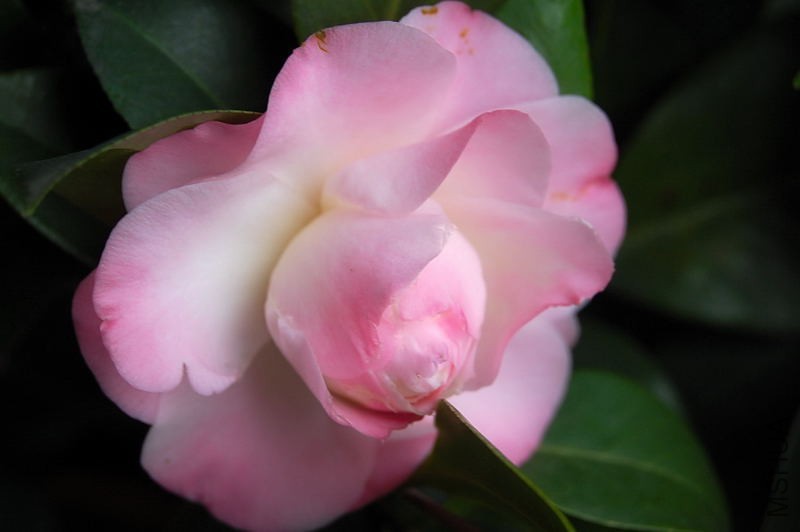 DSC_51370008.JPG