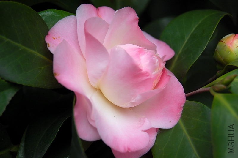 DSC_51390010.JPG