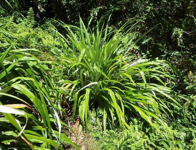 Neoasteliaspectabilis-large.jpg