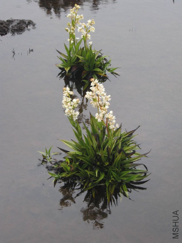 Milligania-densiflora-1.jpg