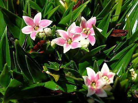milliganiajohnstonii.jpg
