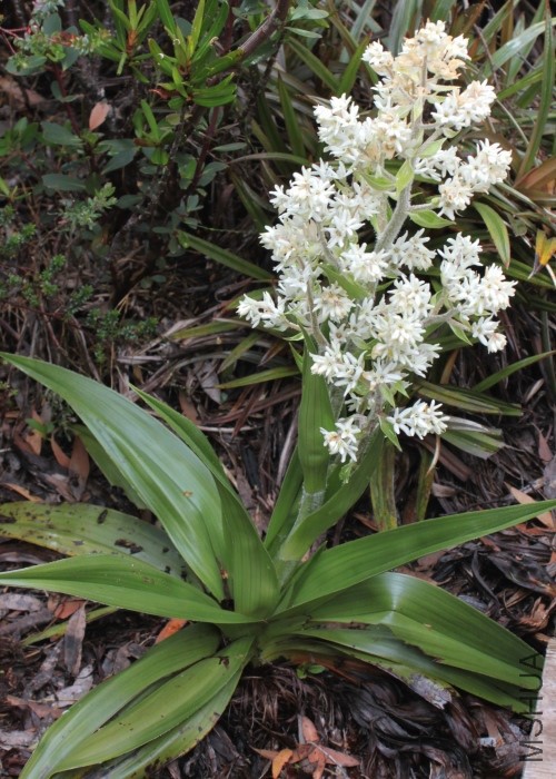 Tas hartz Mtns RF - Milligania densiflora (2).jpg