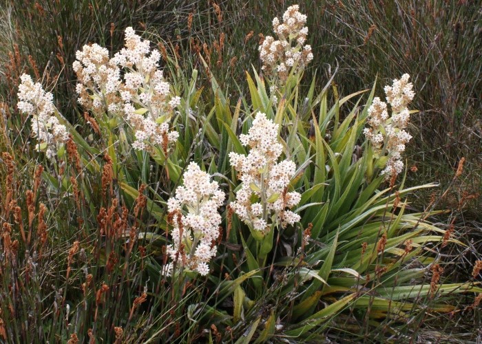 Tas LSC to Queenstown  GPS 1367 RF - Milligania densiflora FN 1891 (2)170.jpg