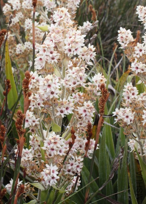 Tas LSC to Queenstown  GPS 1367 RF - Milligania densiflora FN 1891 (3).jpg