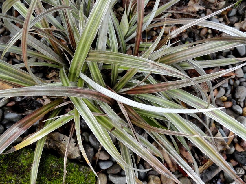 Astelia nivicola ��Red Gem�� 1.JPG
