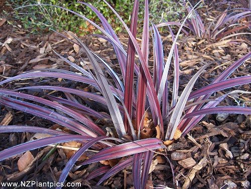 astelia_alpine_ruby_small_05.jpg