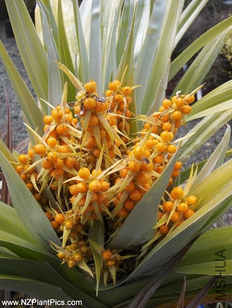 astelia_chathamica_silver_spear_berries_06.jpg