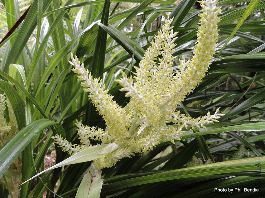 Astelia_solandri__Kowharawhara__Perching_Astelia-002.jpg