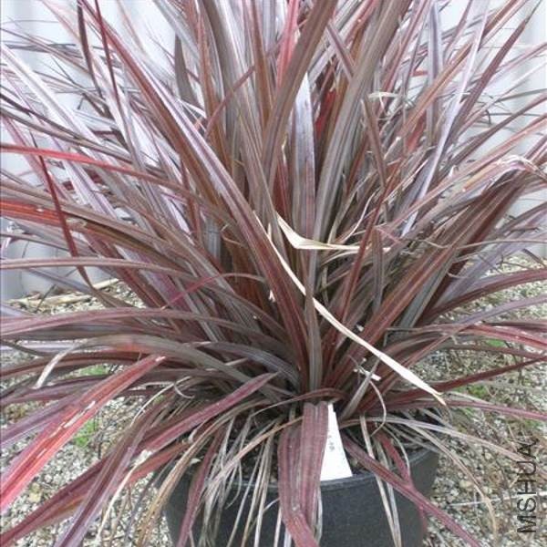 astelia-red-shadow.jpg