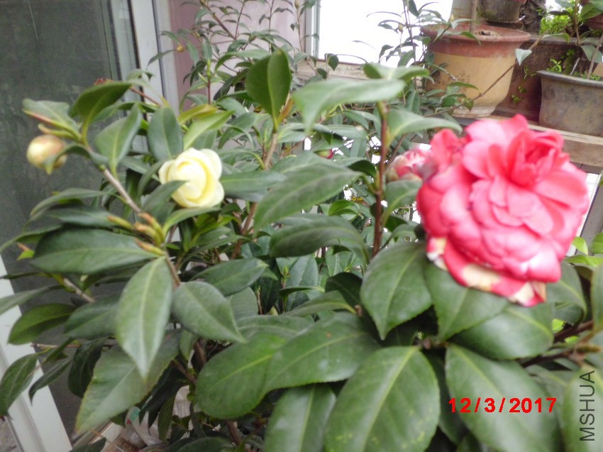 CIMG8823.JPG