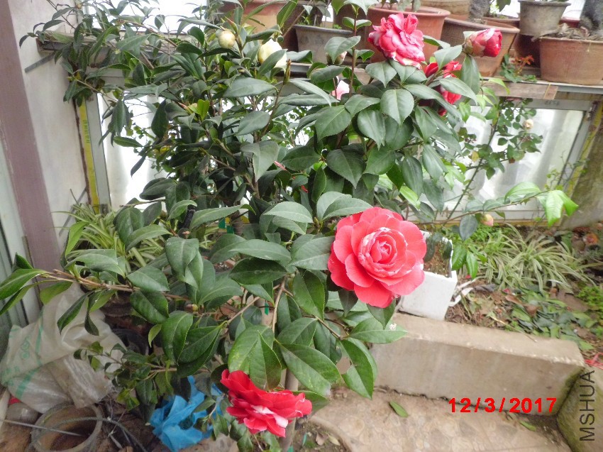 CIMG8824.JPG