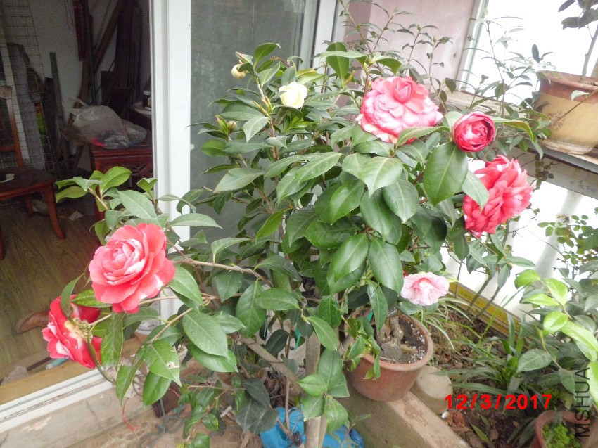 CIMG8825.JPG