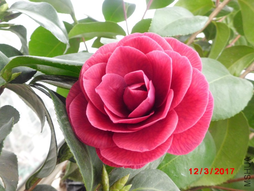 CIMG8829.JPG