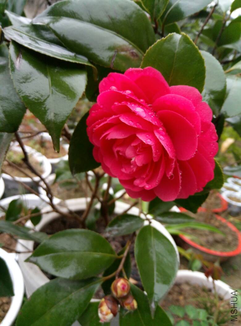 120457wuzu9sbuizu9soi6.jpg