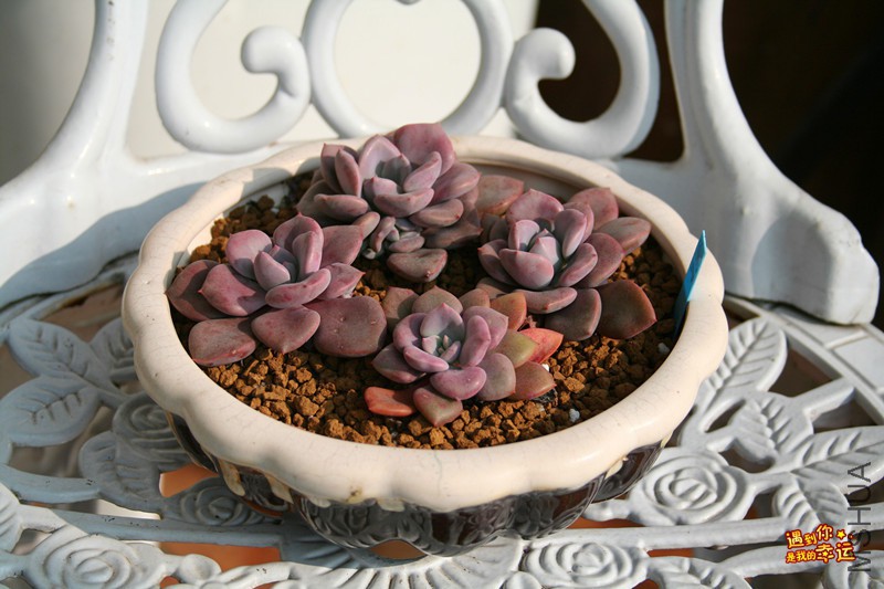 ��Ƭ 060_����.jpg