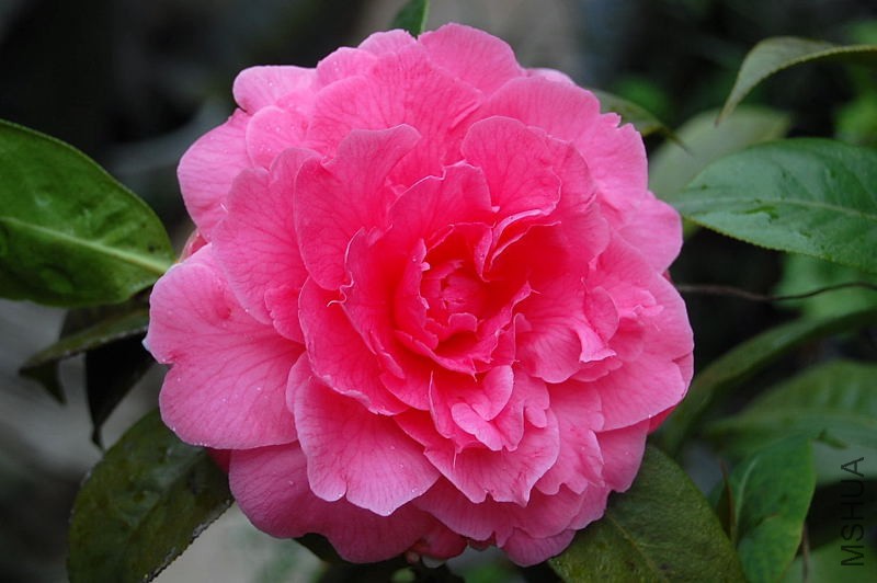 DSC_55350149.JPG
