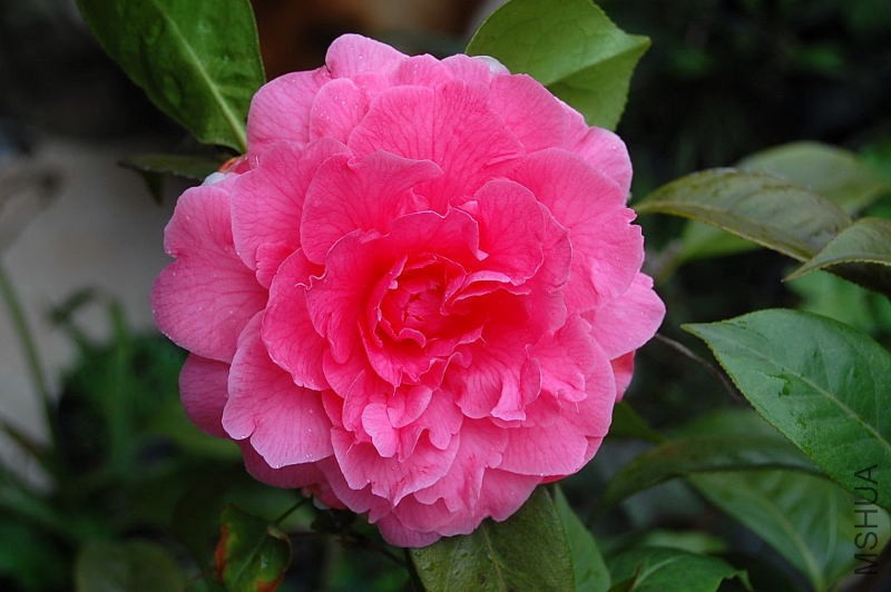 DSC_55340148.JPG