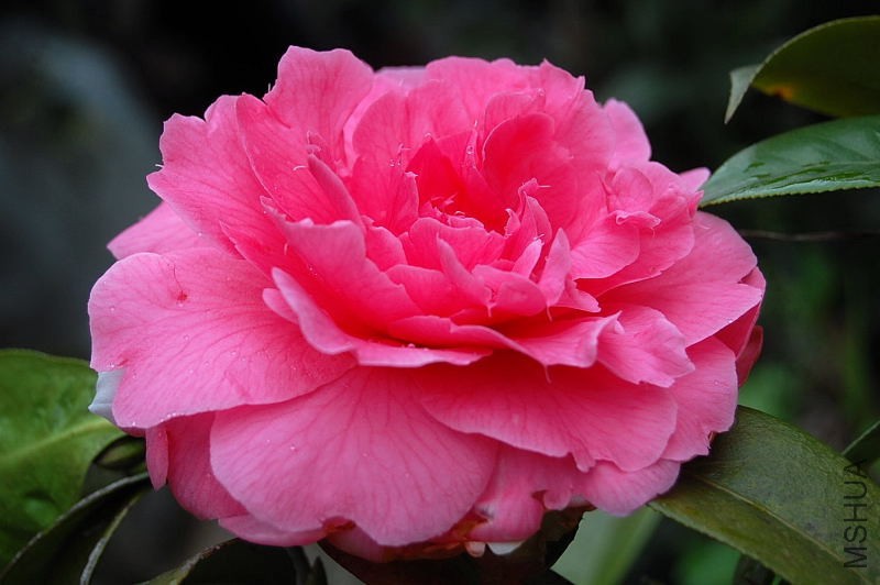 DSC_55250139.JPG