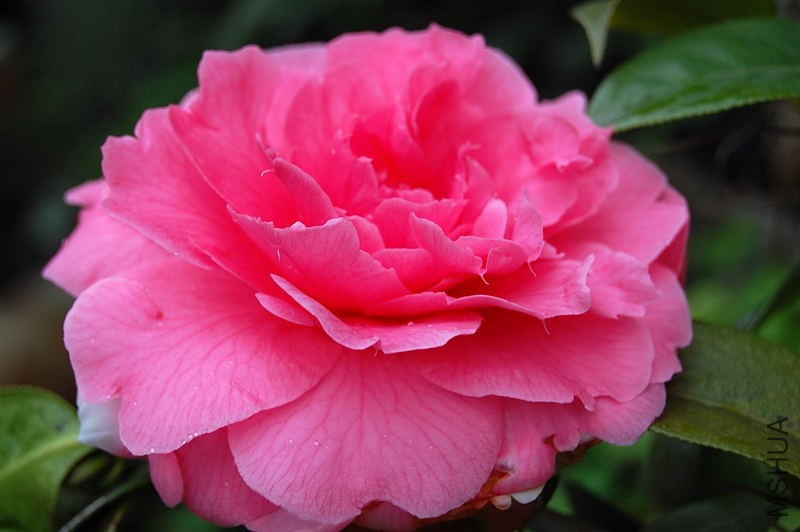 DSC_55240138.JPG