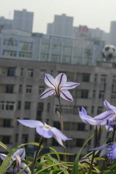 200732h6fg777n6dkdetie.jpg