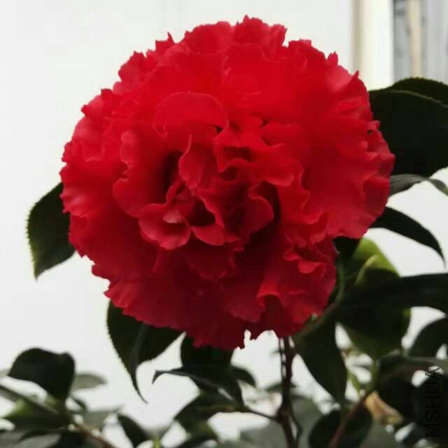 224419xpp8hyc73h62yy38.jpg