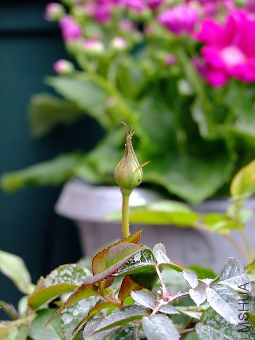 DSCF4228.JPG