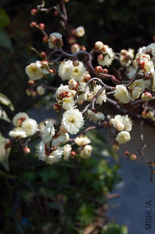 DSC_00110011.JPG
