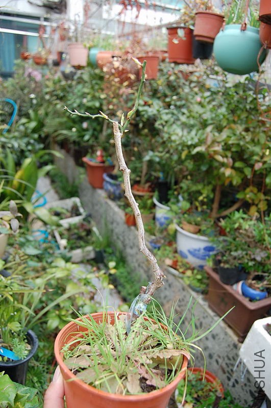 DSC_55360150.JPG