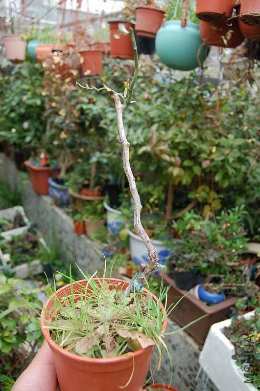 DSC_55430157.JPG