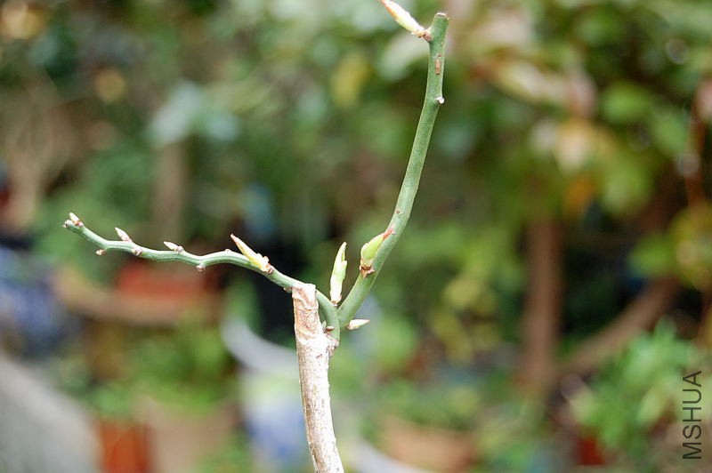DSC_55400154.JPG