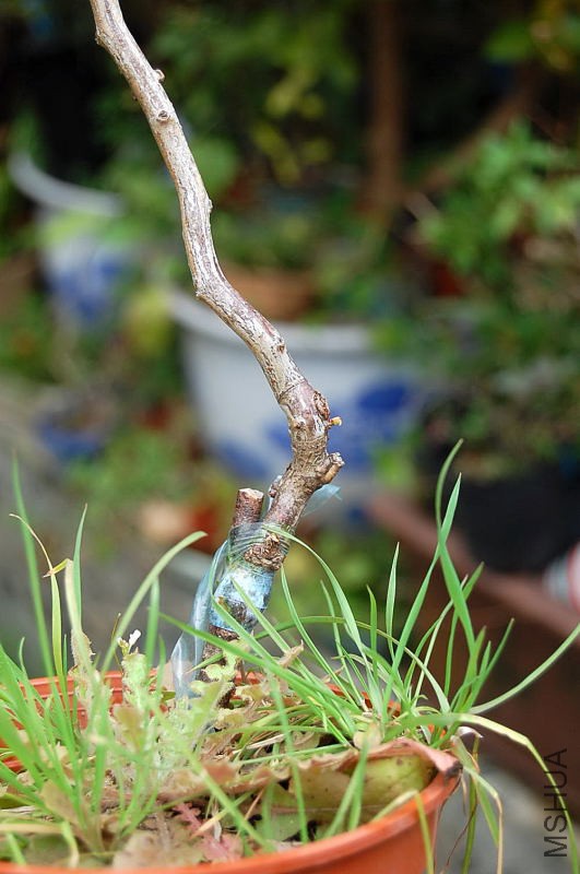 DSC_55410155.JPG