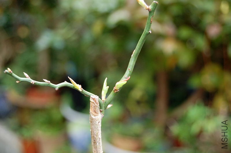 DSC_55390153.JPG