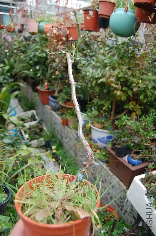 DSC_55370151.JPG