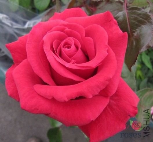 Velvet_Fragrance_14_1.jpg