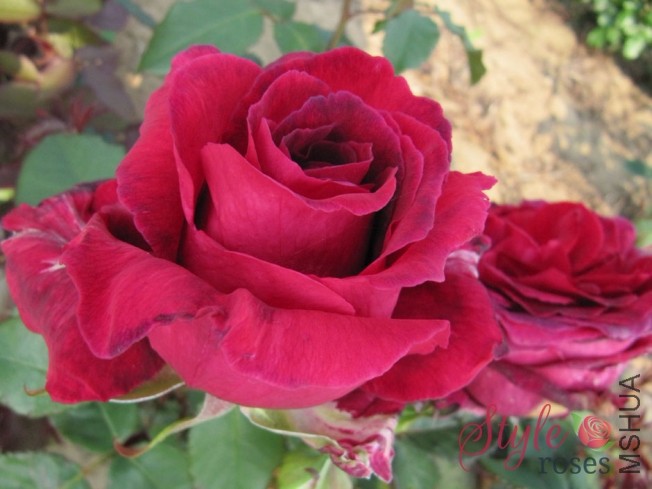 VELVET_FRAGRANCE_13_4.jpg