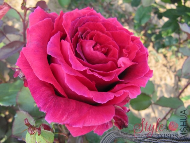 VELVET_FRAGRANCE_13_3.jpg