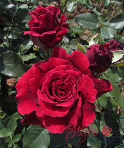 Velvet_Fragrance_16_3.jpg